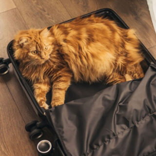Flying out for business? Your cat's five-star boarding experience awaits at Griffin Rock Cat Retreat. 🐾  Spacious rooms, engaging activities, and loving care.

#GriffinRockCatRetreat #LuxuryCatBoarding