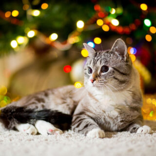 🎄 Planning your holiday getaway? Ensure your cat's comfort with a luxury boarding reservation at Griffin Rock Cat Retreat. 🐾 Our 'purr-sonalized' care and cozy suites promise a 'meow-morable' holiday experience for your furry friend. Book now and travel with peace of mind! ✈️

#GriffinRockCatRetreat #HolidayTravel #Luxury #CatBoarding