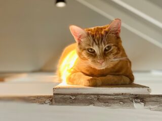 Every month, we spotlight a feline friend who embodies the spirit of Griffin Rock Cat Retreat. This month, let's honor Bell and the comforting presence she brings to our space, making every moment special with her genuine warmth and care. 🌟 

#GriffinRockExperience #LuxuryCatBoarding #CatoftheMonth