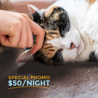 Make your cat's day with our DAYSTAY promo code! Just $50/night for a luxury staycation at Griffin Rock Cat Retreat. Hurry, the clock is ticking. Offer ends 7/20. 🐱

#GriffinRockCatRetreat #LuxuryCatBoarding #Promo