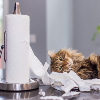 Are your paper towels facing a furry tornado of destruction? Give them a well-deserved break and treat your mischievous cat to a staycation at Griffin Rock Cat Retreat, where they can embark on a 'pawsome' journey of relaxation instead!

#GriffinRockCatRetreat #LuxuryCatBoarding