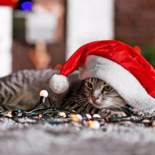 🎄 The Holiday season is here!  As you finalize your travel plans, consider the perfect holiday stay for your cat at Griffin Rock Cat Retreat. Our attentive service and comfy accommodations ensure a special holiday for your furry friend. Our rooms are filling up quickly – book now for a purr-fect holiday stay! 🐱

#GriffinRockCatRetreat #HolidayTravel #Luxury #CatBoarding