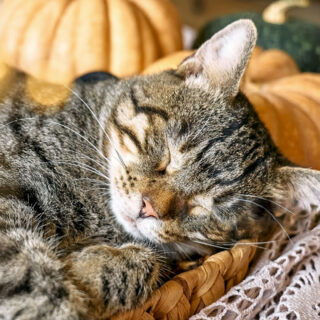 Get your paws ready for Thanksgiving! 🦃  At Griffin Rock Cat Retreat, luxury boarding is more than a reservation; it's a 'purr-fect' holiday for your cat. Book now and let your cat experience the 'meow-gic' of Thanksgiving with us! 🍁🐾 

 #Thanksgiving #Luxury #CatBoarding #GriffinRockCatRetreat