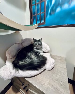 Vacation starts here this summer!🐾🌻☀️
For cats, not humans unfortunately 😉 With these luxurious cat rooms, we wish we had a hotel like this for humans, too!
Inside look at our 2 new guests at Griffin Rock Cat retreat enjoying all of the luxuries! 
Monitor your fur babies with 24/7 video surveillance and interactive cameras. 🔊 
Room service for your babies all day long 😻 
And stimulating televisions and toys for all our guests here visiting! 🫶🏼
Book your reservations easily, online today!! 😽
-Britt