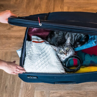 Navigating business travels? 🌍 We've got the 'purr-fect' solution for your feline friend. Experience luxury boarding with our convenient pick up and drop off service. 🐾

#GriffinRockCatRetreat #LuxuryCatBoarding