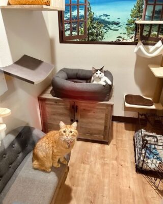 Our guests are living the luxury vacation life!🫶🏼🪸🌴 
When humans have a vacation, cats can too! 
Message us or go online and book your cat or cats’s vacation getaway today!!🐾😻
-Britt