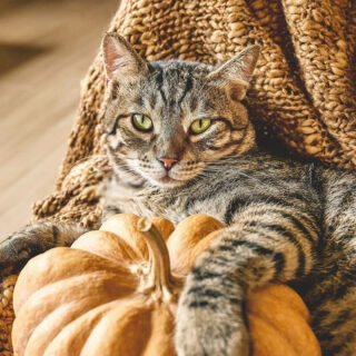 Preparing for a Thanksgiving journey? 🧳 Treat your cat to the ultimate luxury boarding experience at Griffin Rock Cat Retreat. Reserve their spot today! 🐱🍁

#GriffinRockRetreat #LuxuryBoarding #ThanksgivingEscape #FelineLuxury